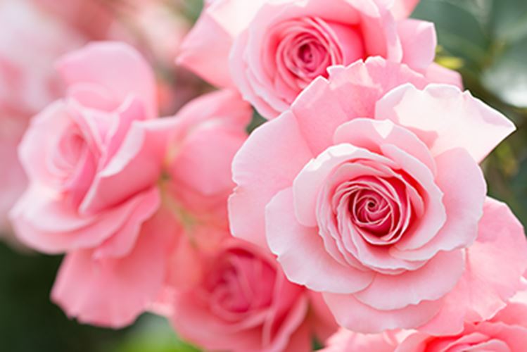 Conserva las flores frescas cortadas como el primer día