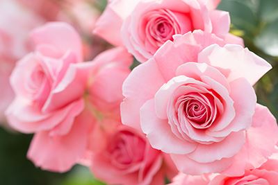 5 plantas para jardín o terraza que no te defraudarán