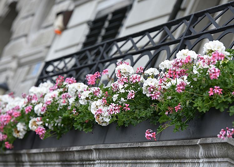 Decorar el balcón con flores