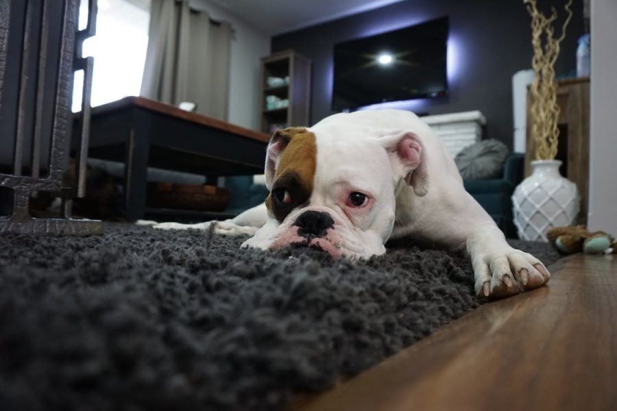 Devuelve la vida a tus alfombras
