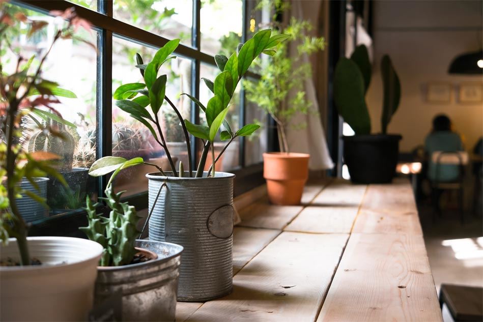 Cómo cuidar las plantas de interior