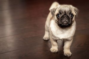 adoptar una mascota