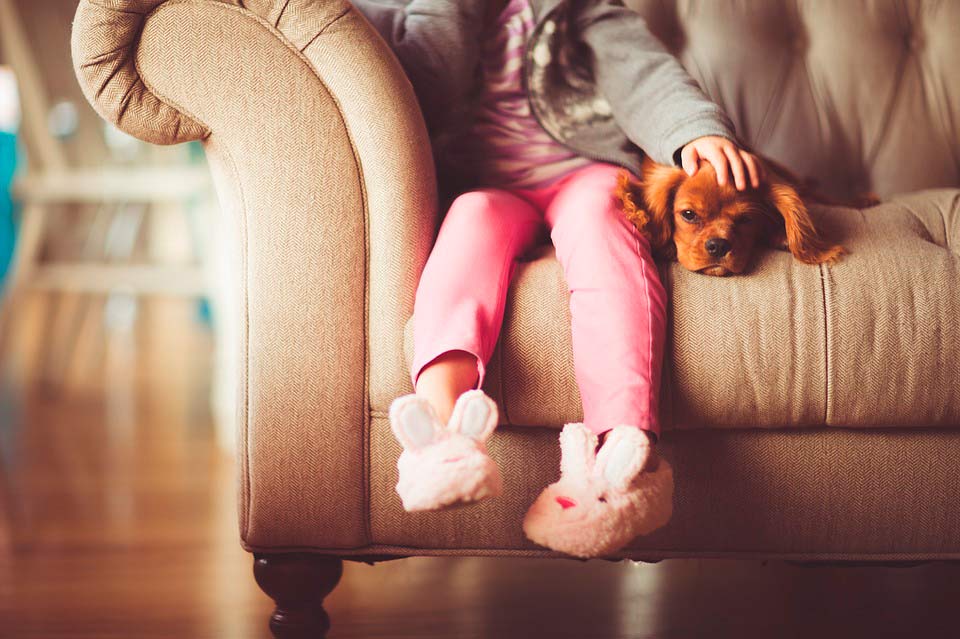 Cómo adoptar una mascota