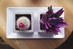 cactus decoracion