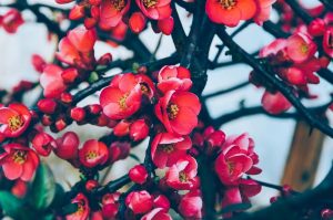 plantas otoño