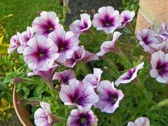 Sácale partido a tu jardín en otoño