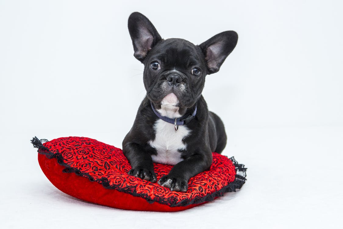 accesorios para mascotas