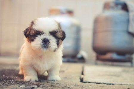Los mejores accesorios para tu mascota