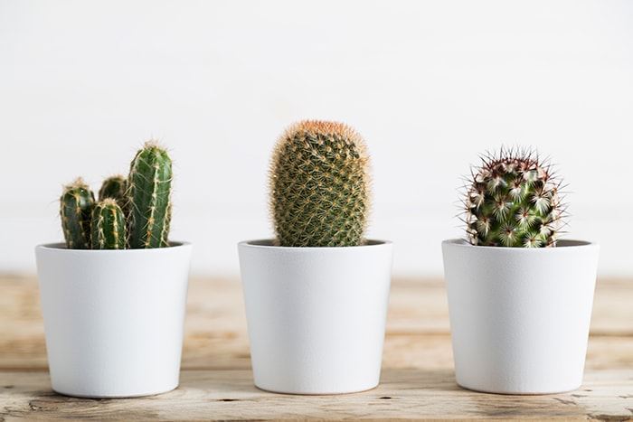 plantas decoración
