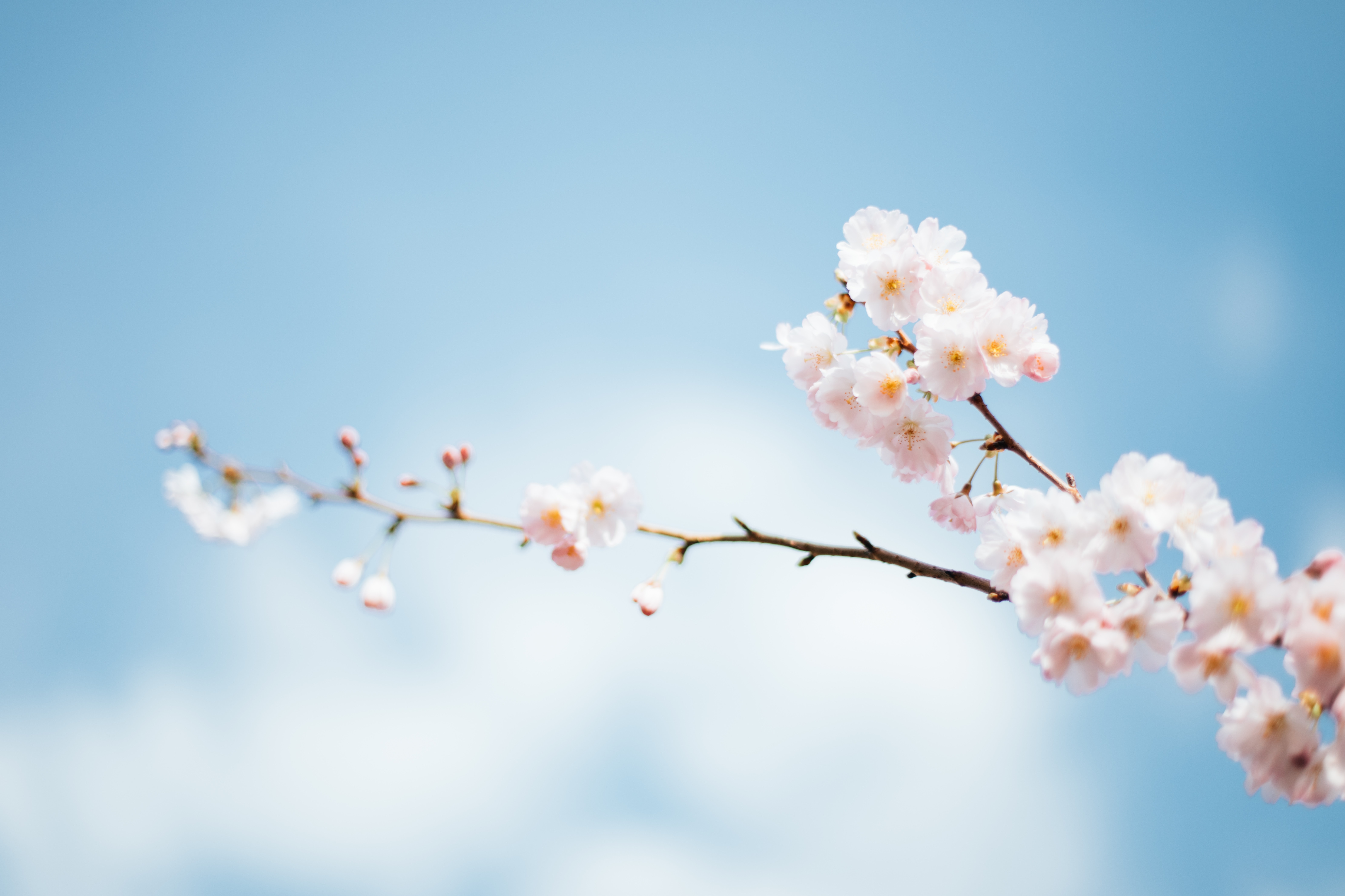Consejos para el mantenimiento de tu jardín esta primavera