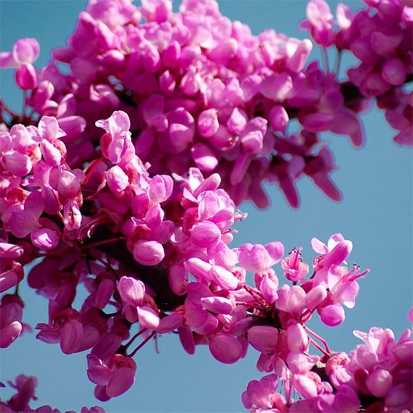 arbol para jardin