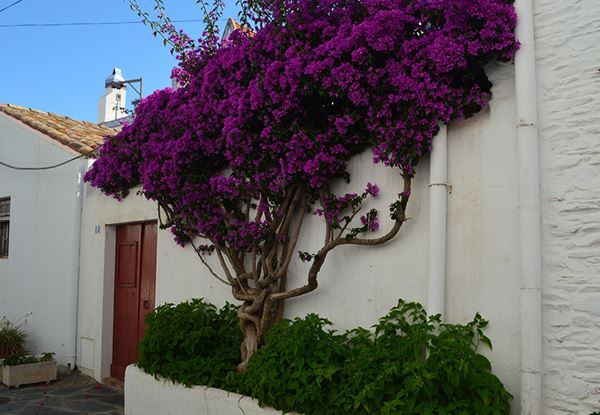 arboles para jardines
