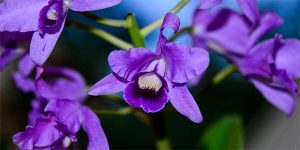 plantas trepadoras para jardin
