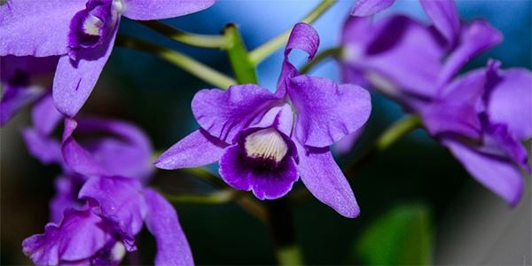 plantas trepadoras para jardin