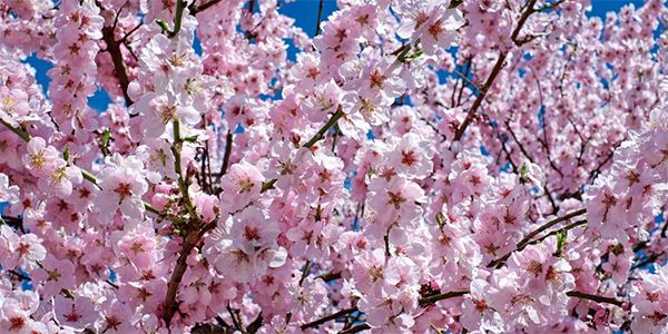 flor de cerezo