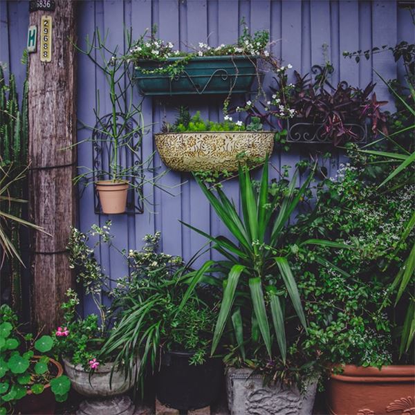 jardin tropical