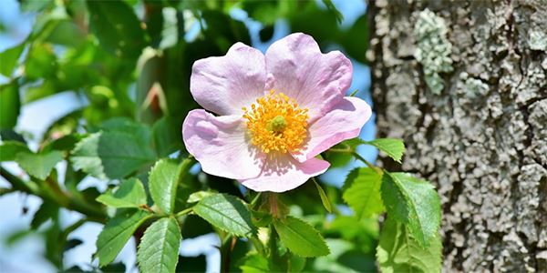 rosas para el jardín