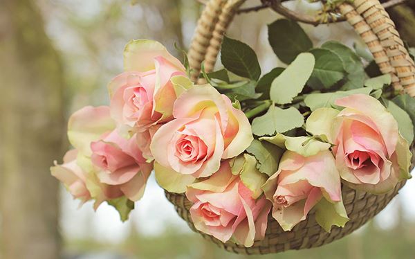 decorar con rosas el jardín