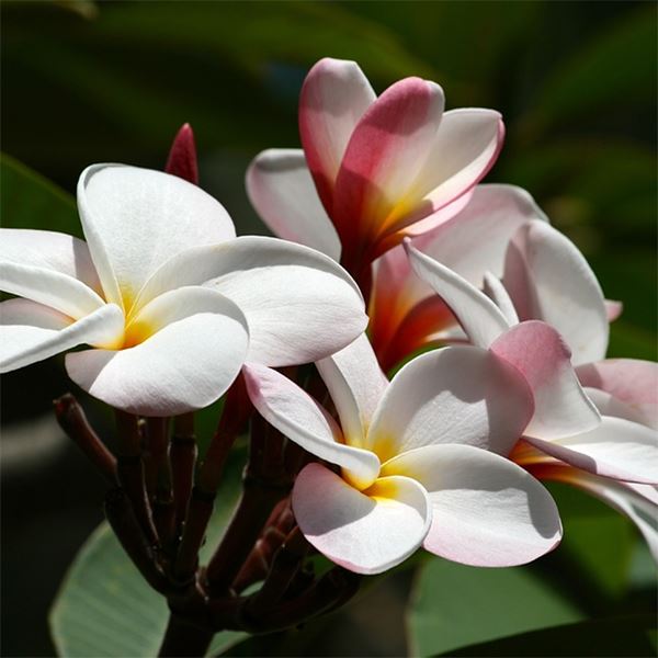 cómo planar flores