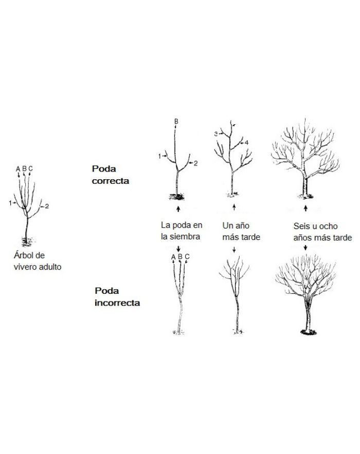 poda-correcta