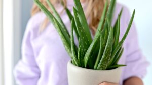 aloe-vera-planta-facil-de-cuidar