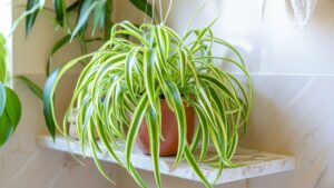 chlorophytum-comosum-planta-facil-de-cuidar