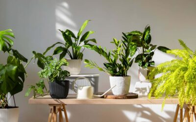 Plantas de interior fáciles de cuidar