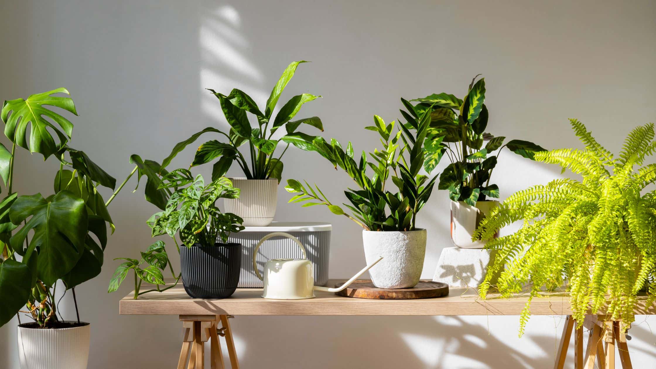 plantas-de interior-faciles-de-cuidar