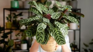 photos-epipremnum-aureum