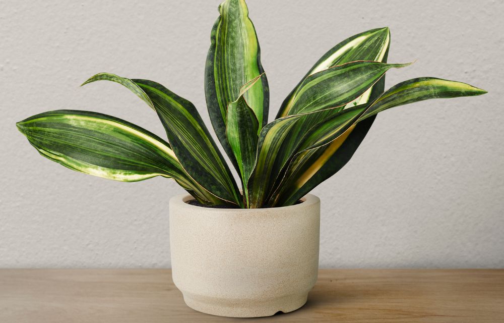pothos pothos-planta-interior-seccion-jardineria