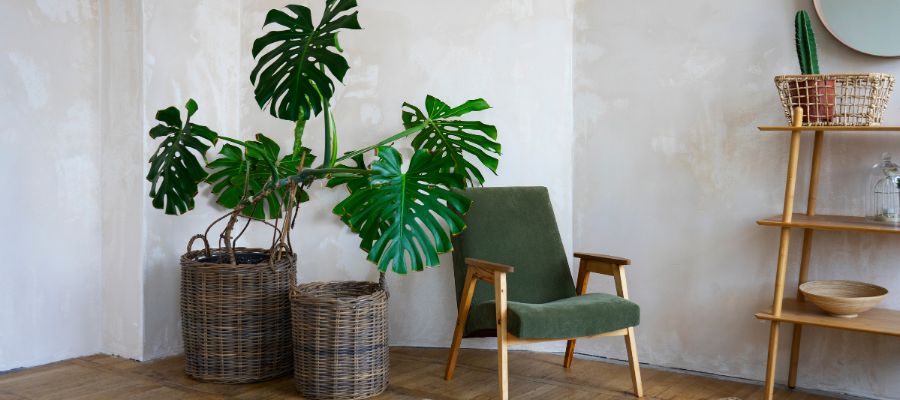 ruido-visual-plantas