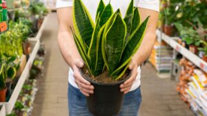 sansevieria-planta-facil-de-cuidar