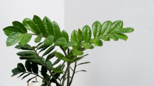 zamioculca-planta-facil-de-cuidar