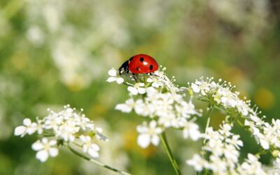 Insectos Comunes en Verano y Cómo Evitarlos