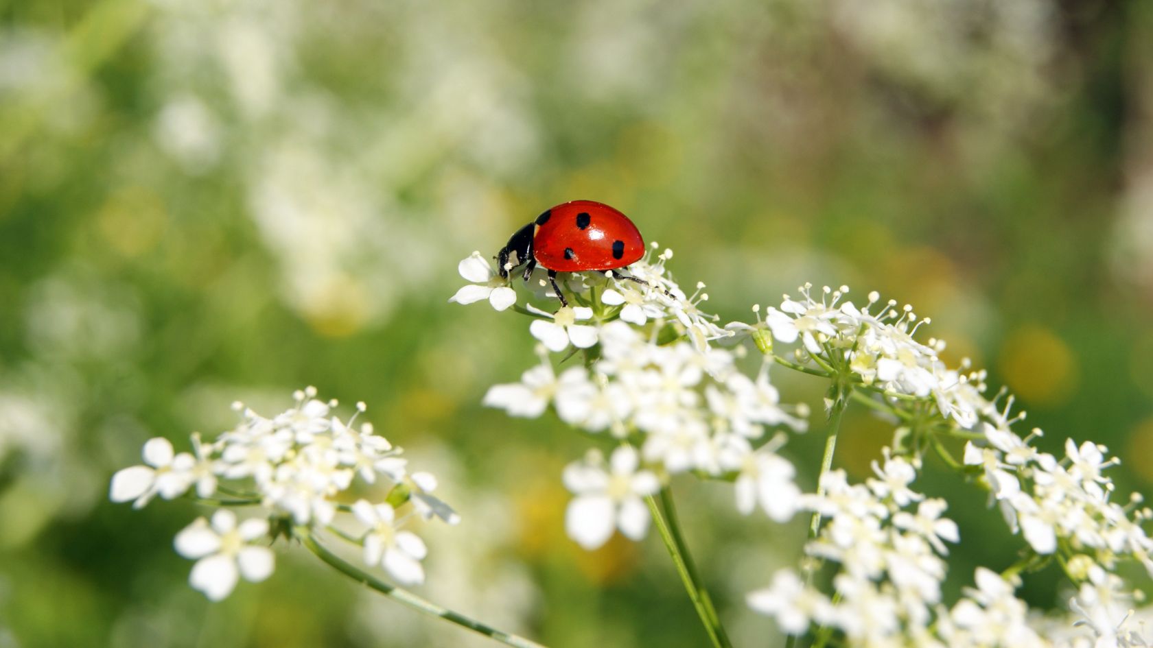 insectos-comunes-verano