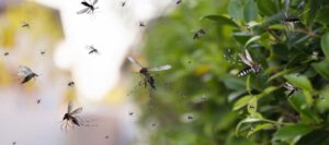 insectos-verano-como-evitarlos