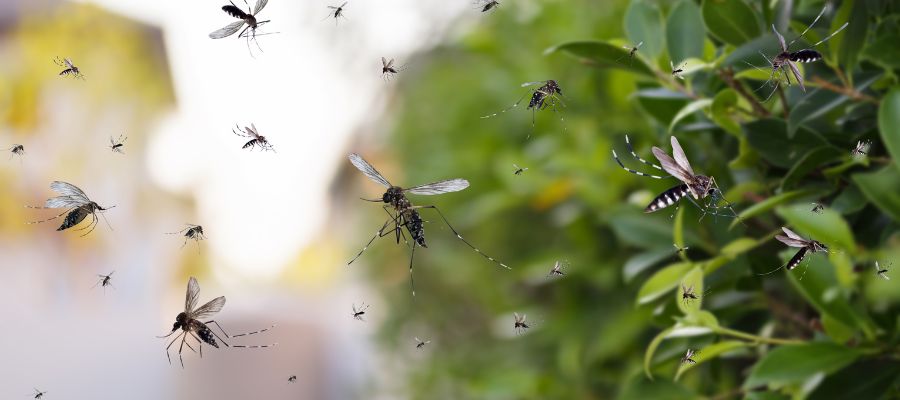 insectos-verano-como-evitarlos