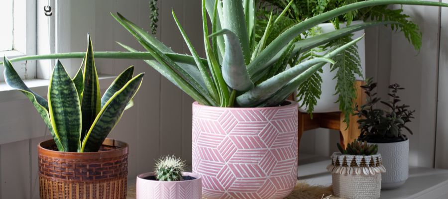 plantas-verano