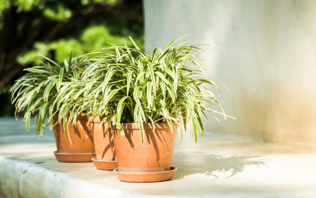Cómo proteger tus plantas del sol intenso en verano