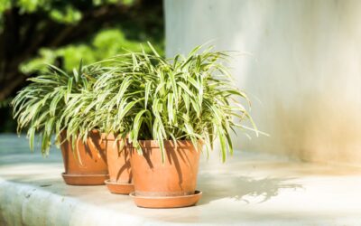 Cómo proteger tus plantas del sol intenso en verano