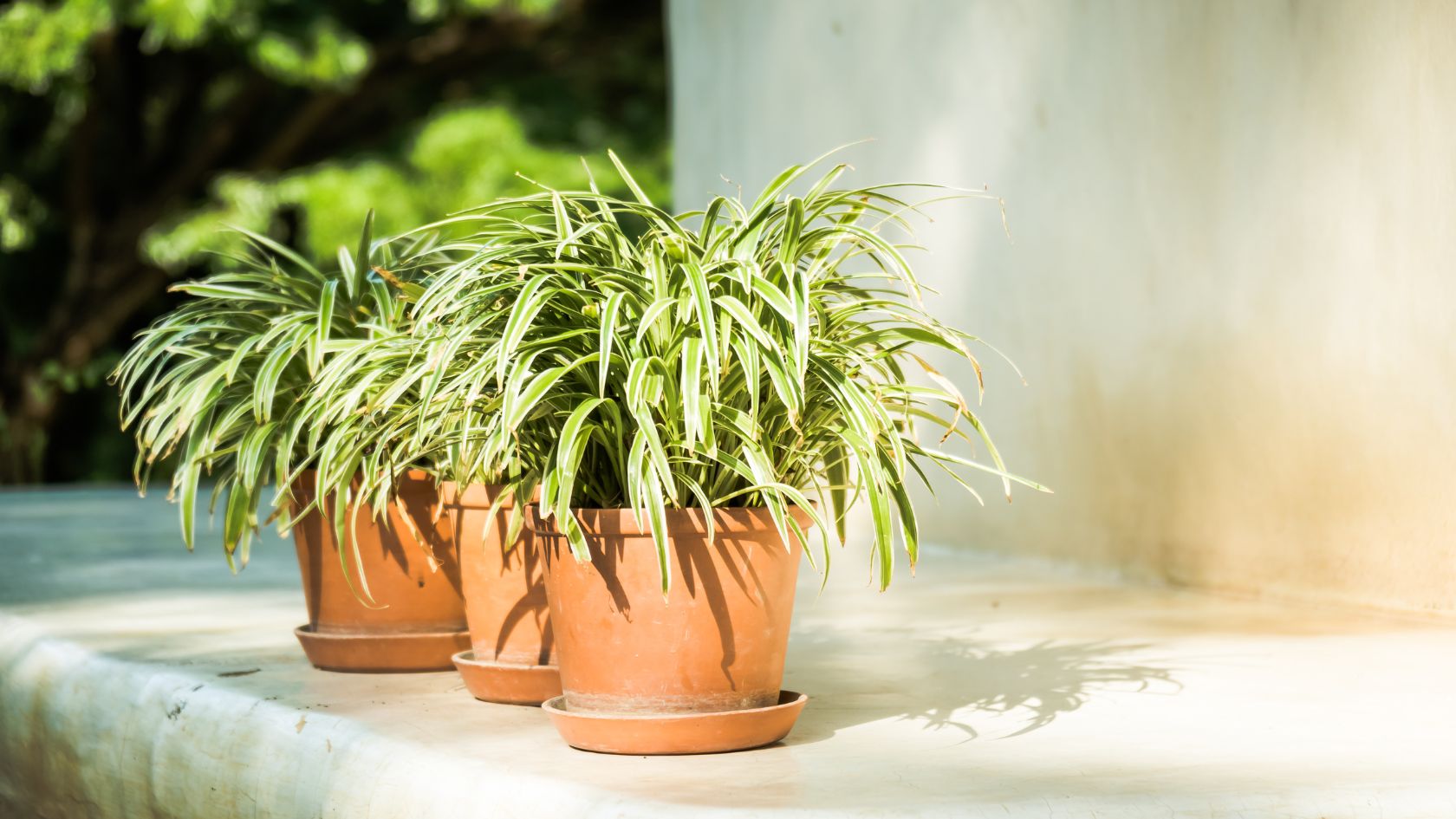 proteger-plantas-verano