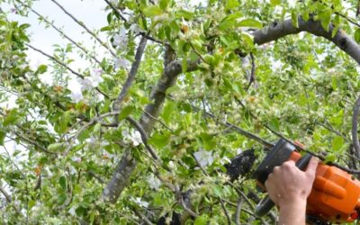 Poda en invierno: qué plantas sí y cuáles no se deben podar