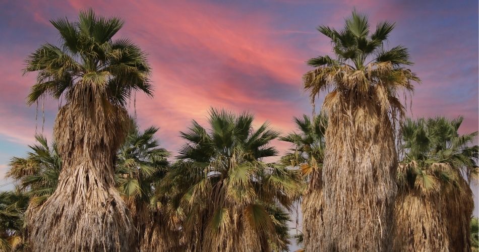 poda-en-invierno-plantas