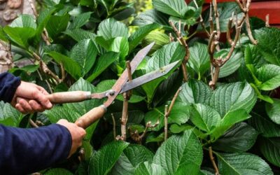 Qué plantas podar en invierno y por qué esta época es la mejor para hacerlo