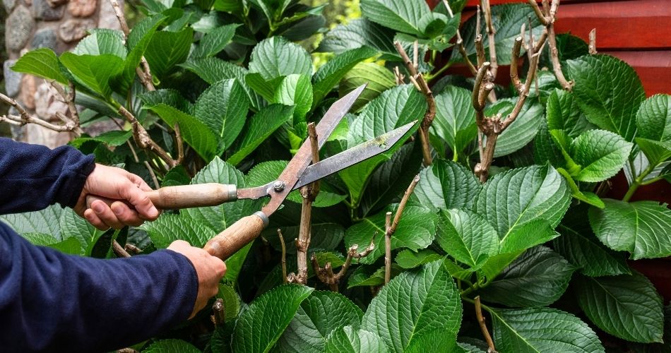 poda-en-invierno poda-en-invierno